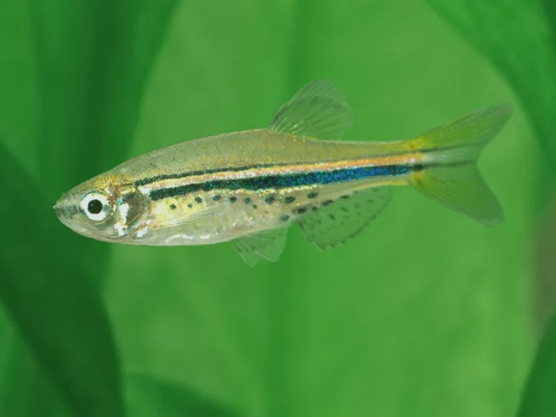 Spotted Dwarf Danio