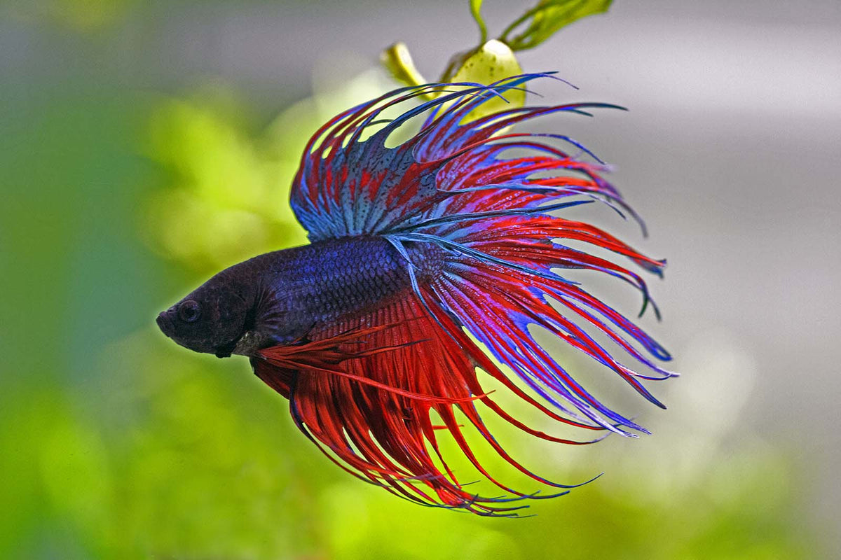 Crown Tail Betta - Male
