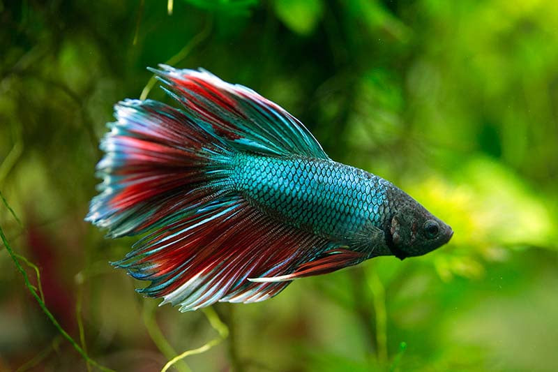 Half Moon Betta - Male
