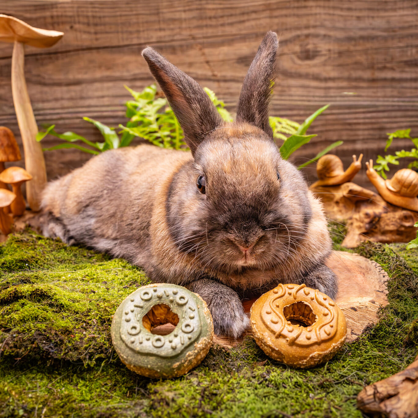 Small Animal Treat - Donuts Small 2pc