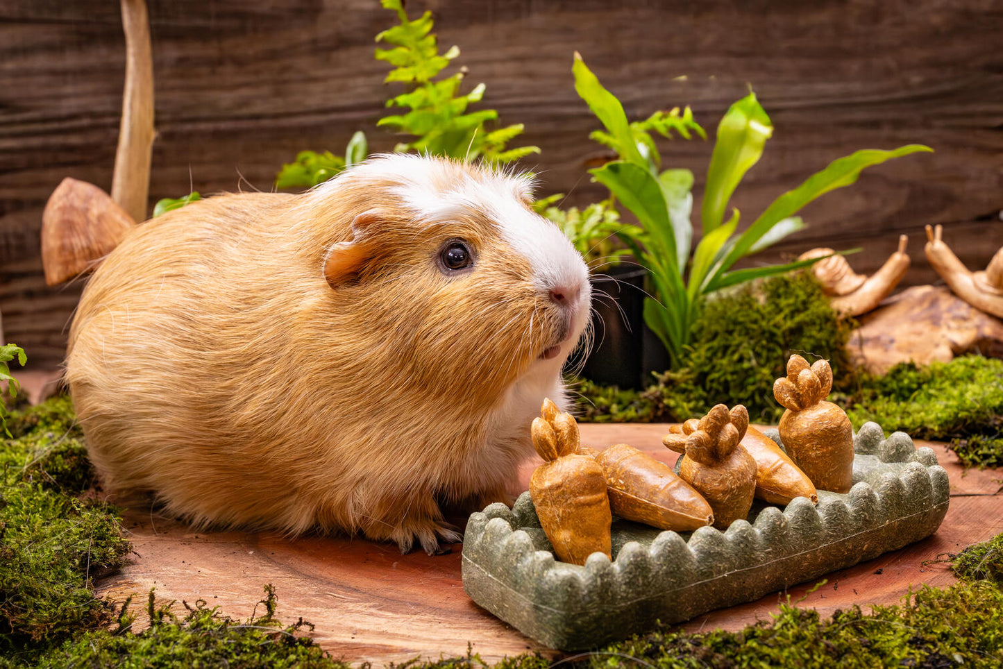 Small Animal Enrichment Treat - Carrot Patch 7pc