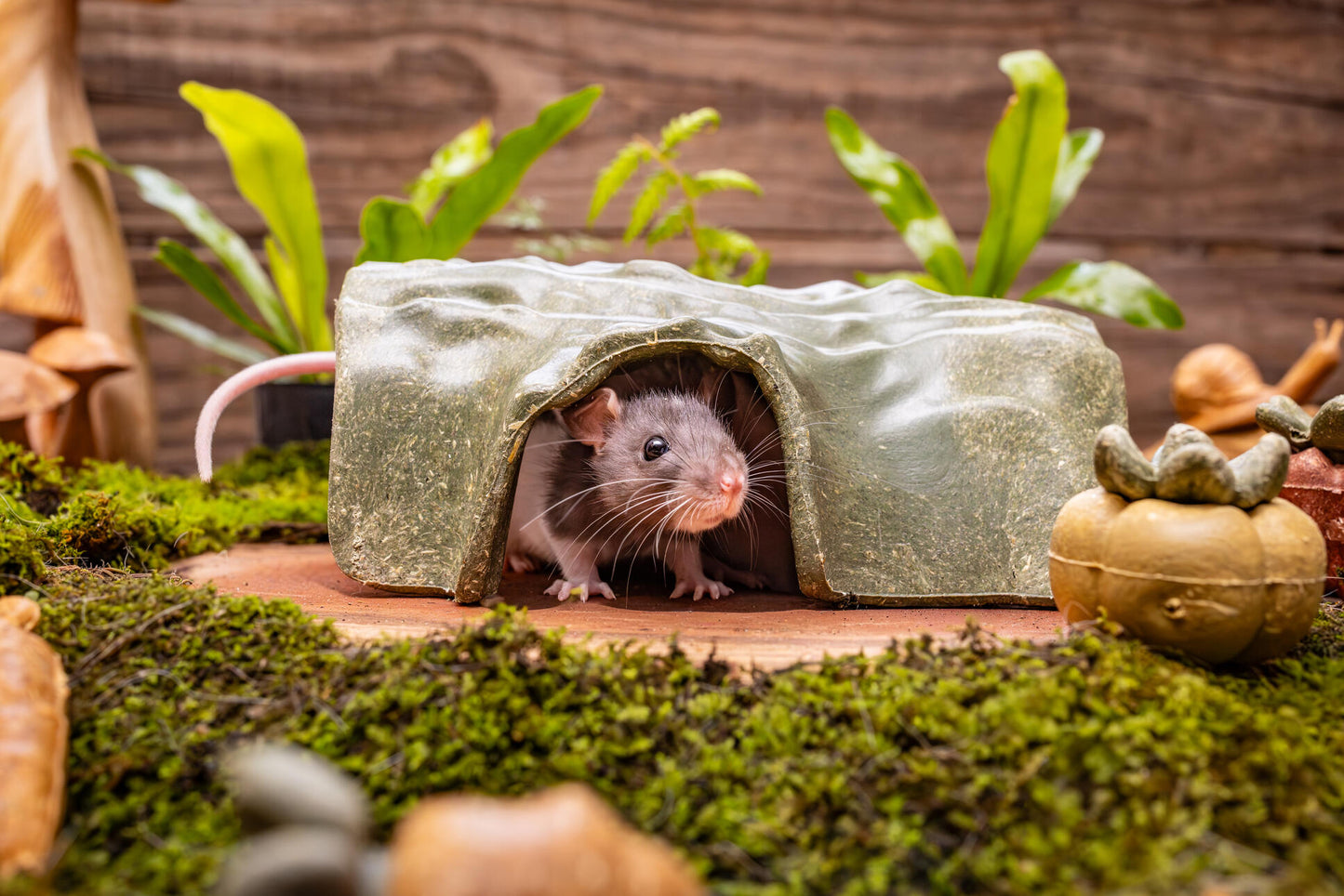 Small Animal Enrichment Treat - Log Hidehout