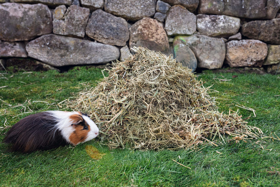 Lucerne Hay 1.5kg