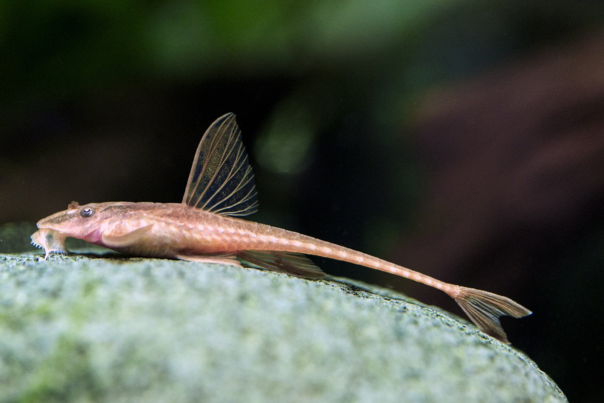 Red Lizard Whiptail