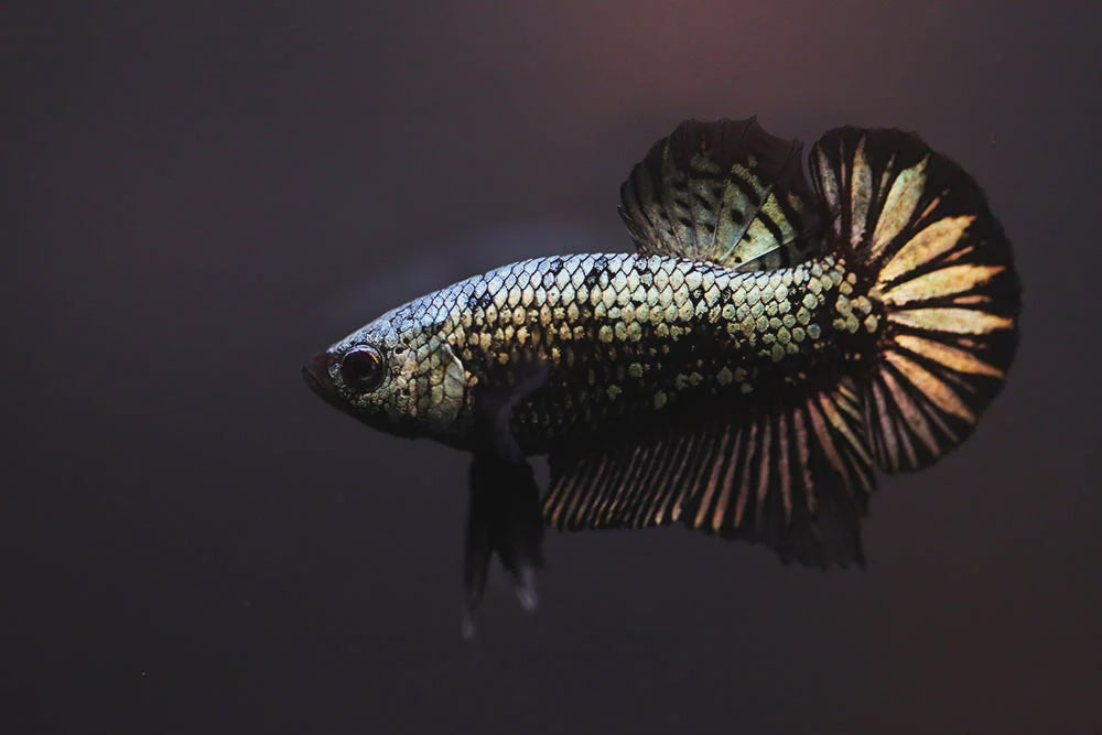 Male Betta - Copper Plakat