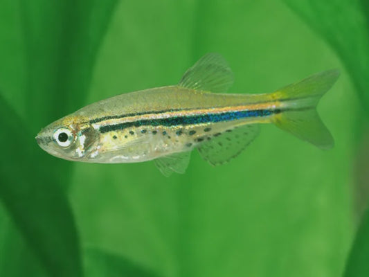 Spotted Dwarf Danio