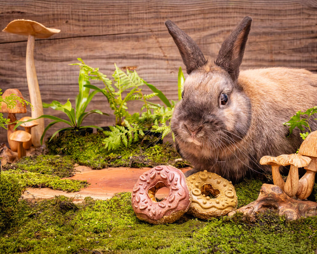 Small Animal Treat - Donuts Large 2pc