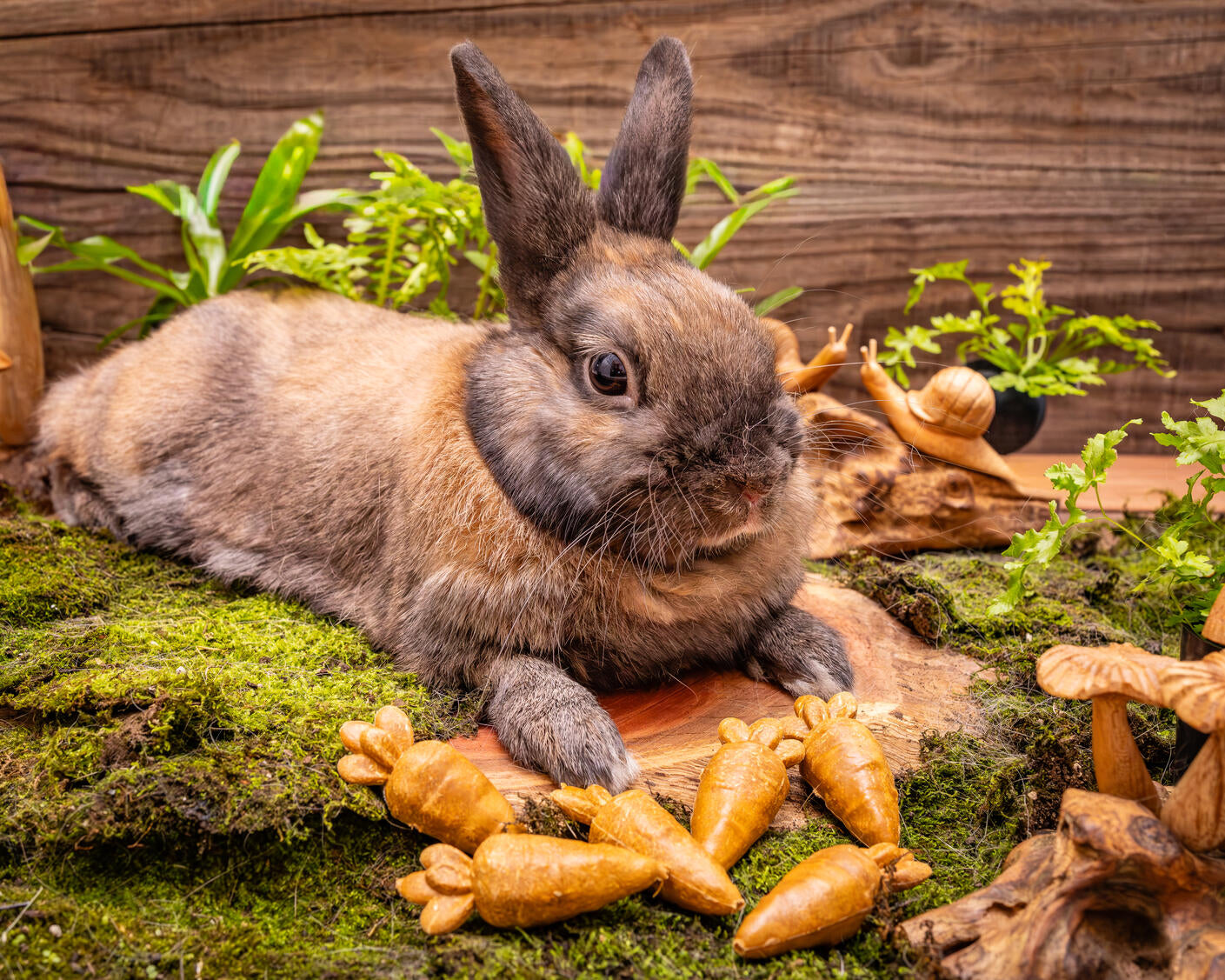 Small Animal Treats - Carrots 6pc