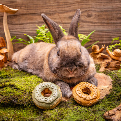 Small Animal Treat - Donuts Small 2pc