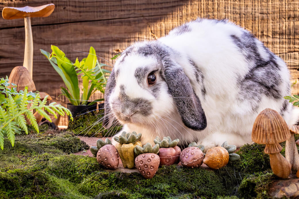 Small Animal Treats - Strawberries 3pc