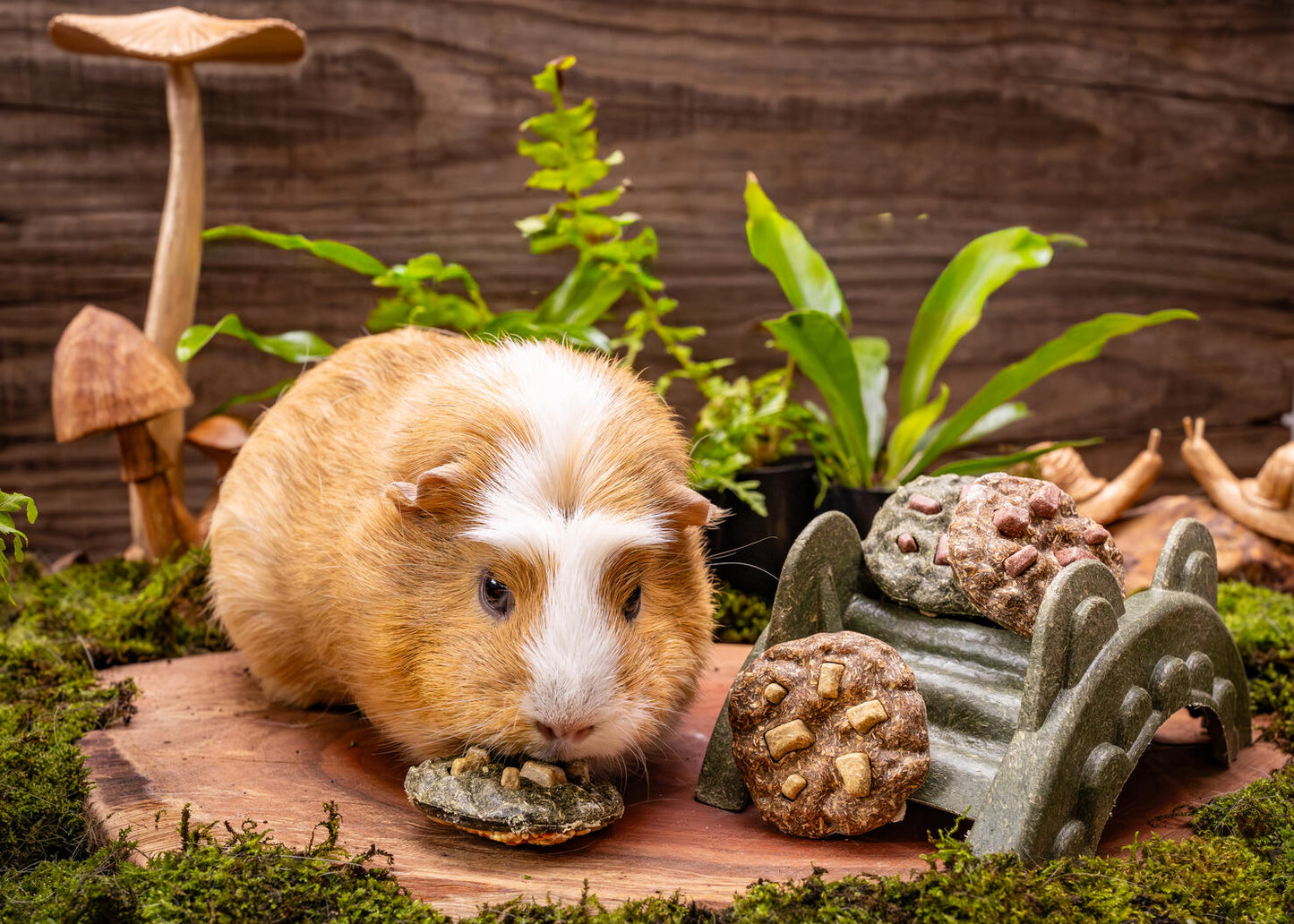 Small Animal Treat - Cookies Small 4pc