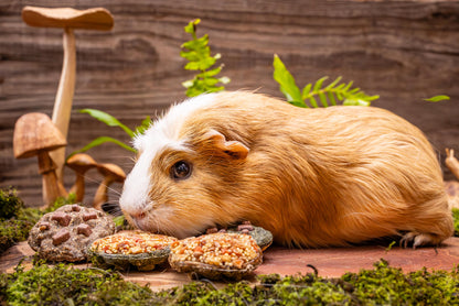 Small Animal Treat - Cookies Small 4pc