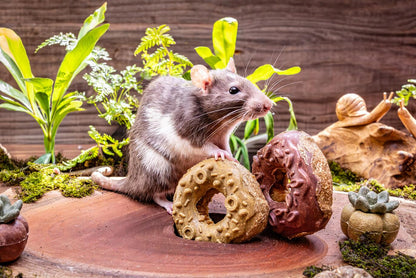 Small Animal Treat - Donuts Small 2pc