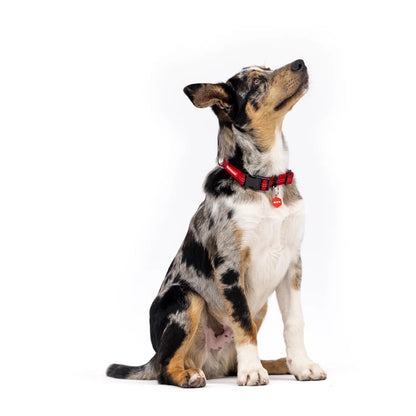 EzyDog Essential Adjustable Collar