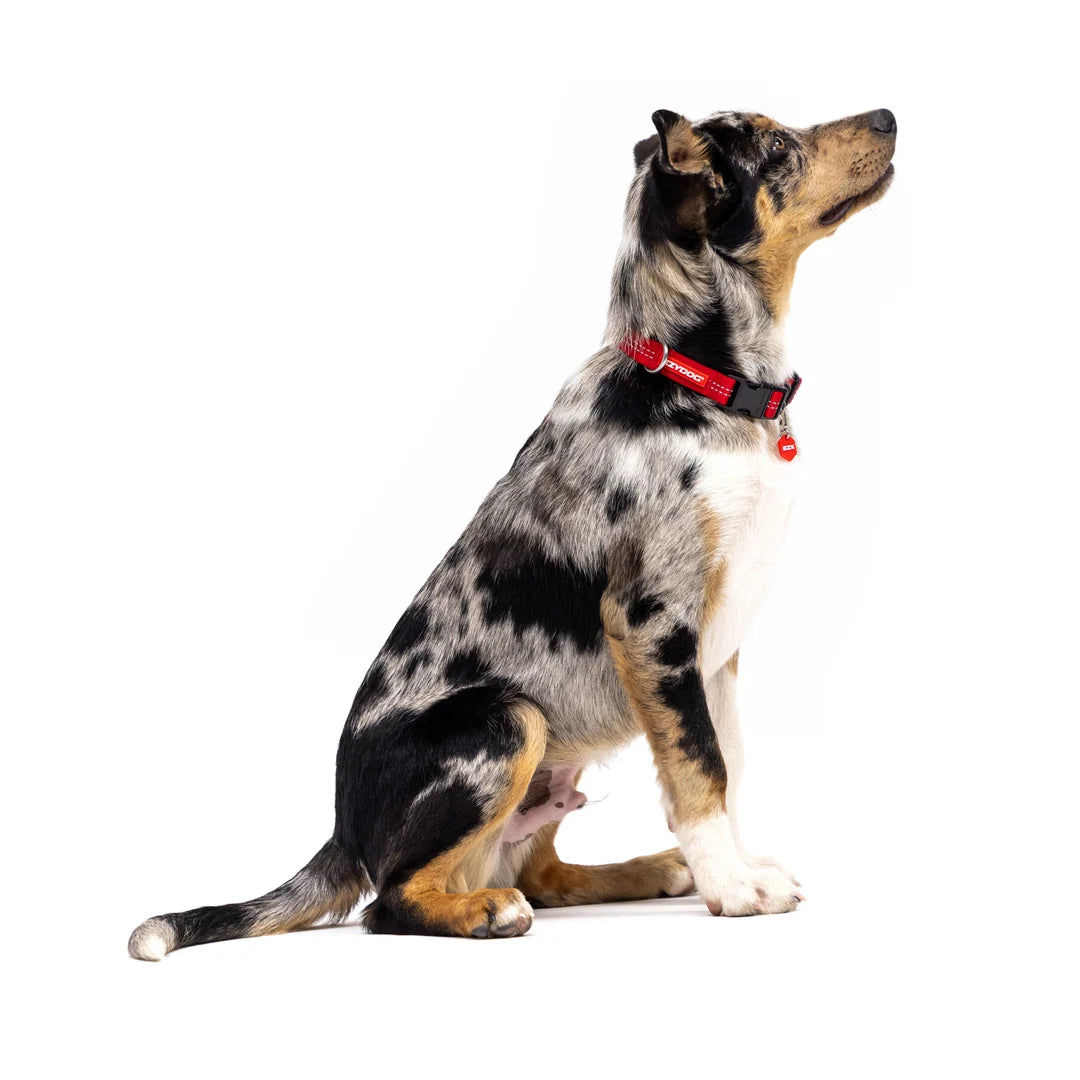 EzyDog Essential Adjustable Collar