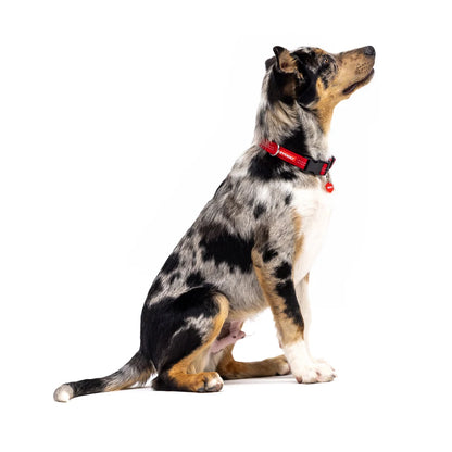 EzyDog Essential Adjustable Collar