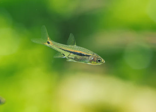 Red-Finned Rasbora