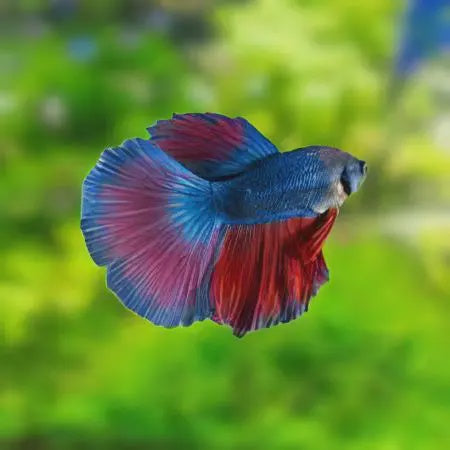 Super Delta Male Betta