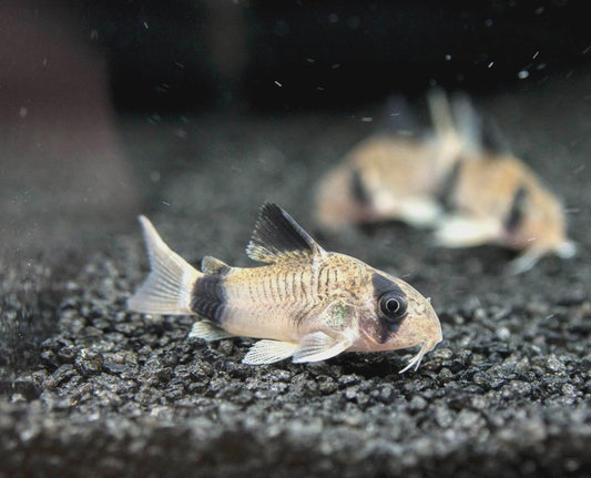 Panda Corydoras