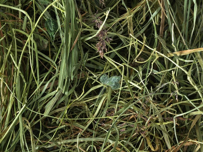Meadow Hay 1kg