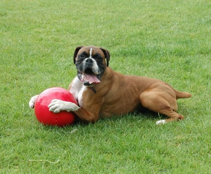 Boomer Ball 200mm