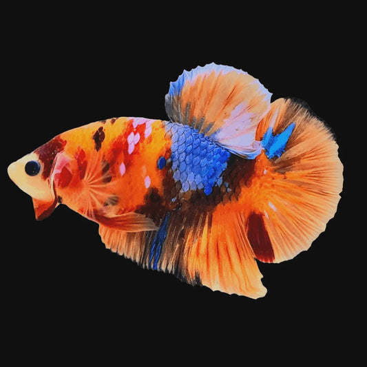 Betta - Nemo Male