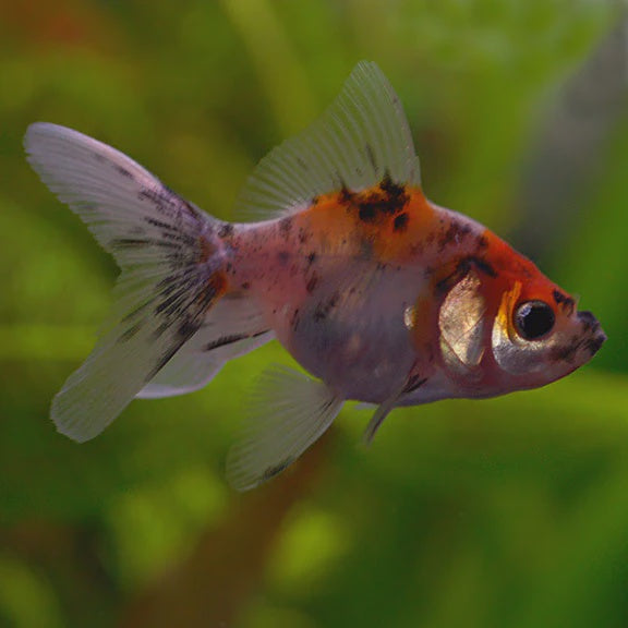 Calico Fantail Goldfish 4cm