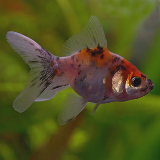 Calico Fantail Goldfish 4cm