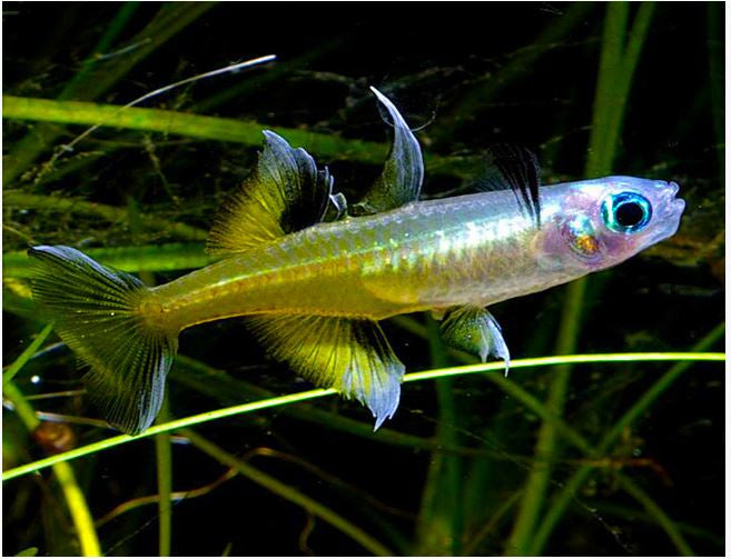 Pacific Blue Eye Rainbow