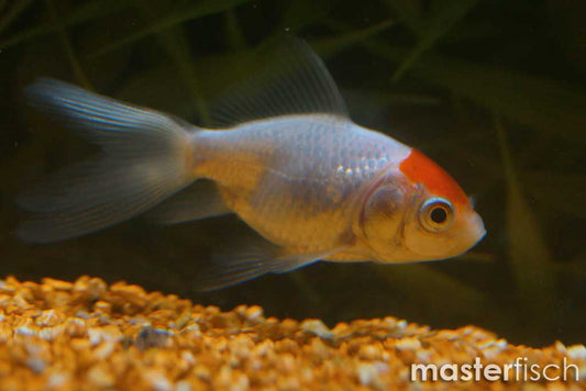 Red Cap Fantail Goldfish - 4cm