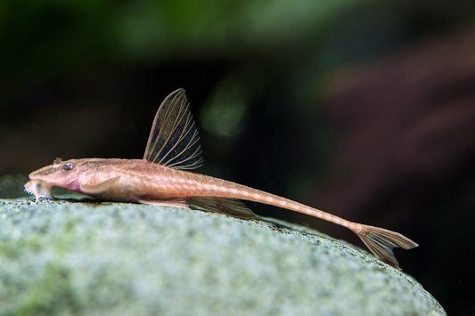 Red Lizard Whiptail