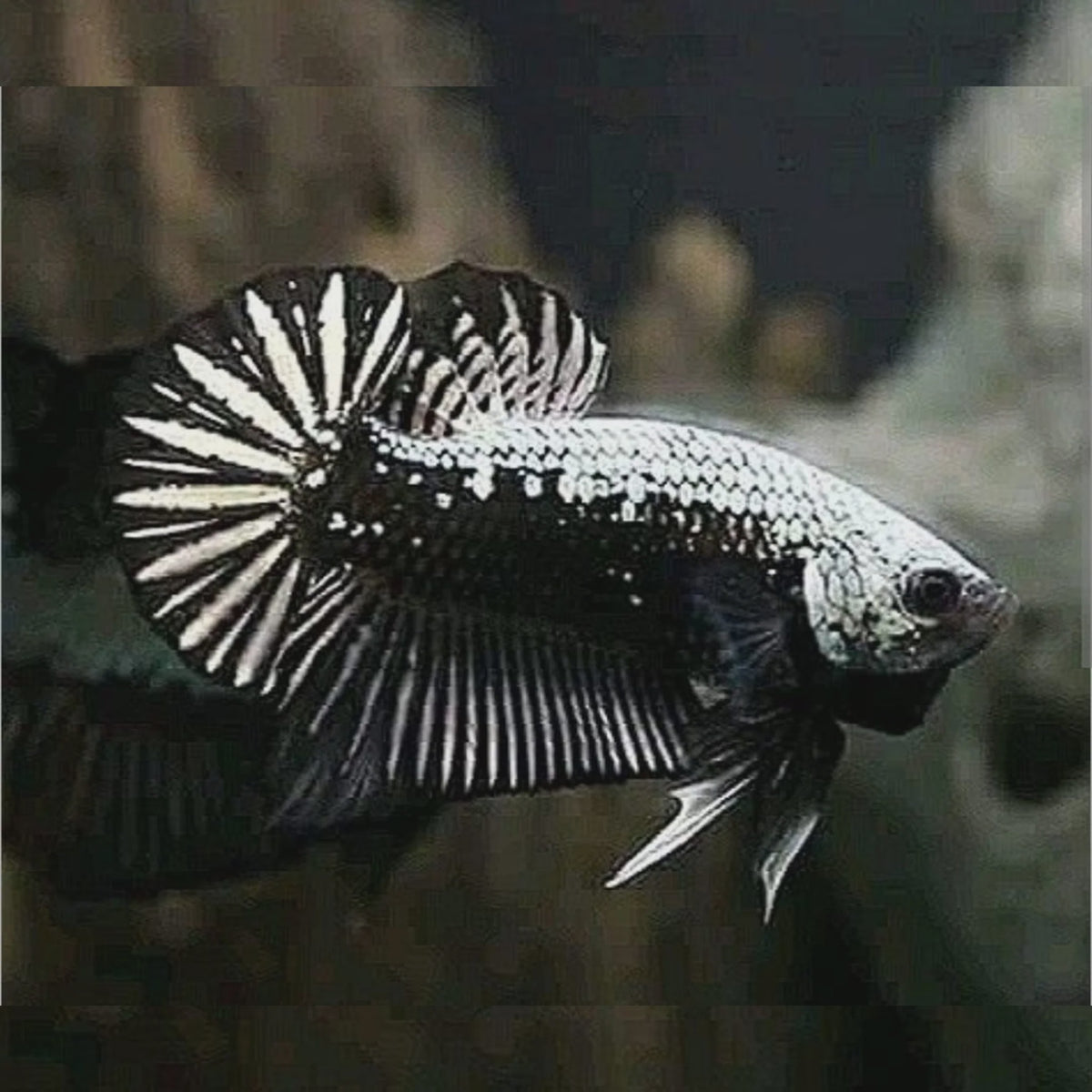 Male Betta - Black Mamba (Samurai)