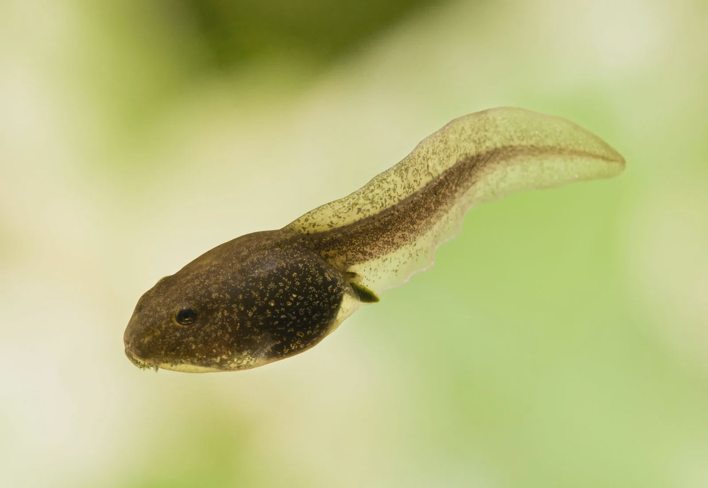 Tadpole - HWF