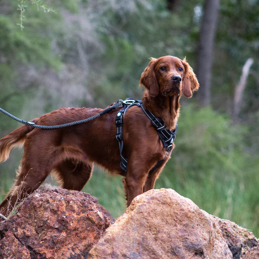 Huskimo Ultimate Harness - Dark Sky