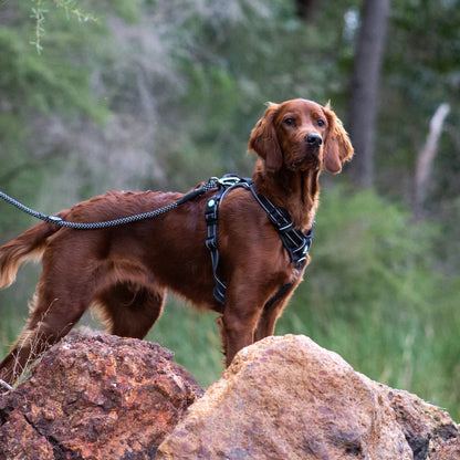Huskimo Ultimate Harness - Dark Sky